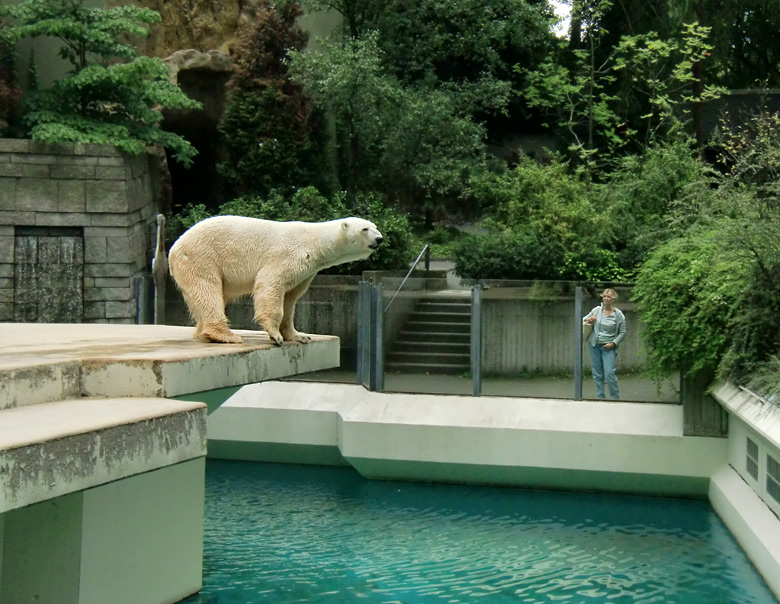 Eisbär Lars im Wuppertaler Zoo am 5. August 2010