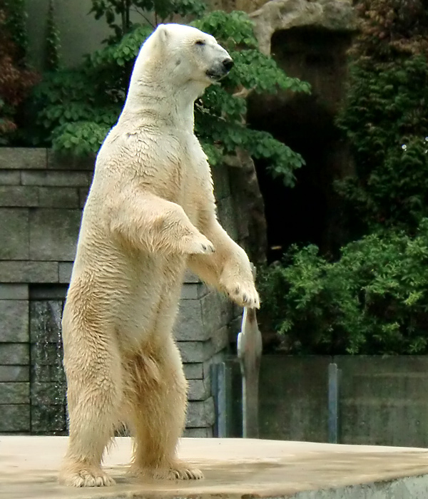 Eisbär Lars im Wuppertaler Zoo am 5. August 2010