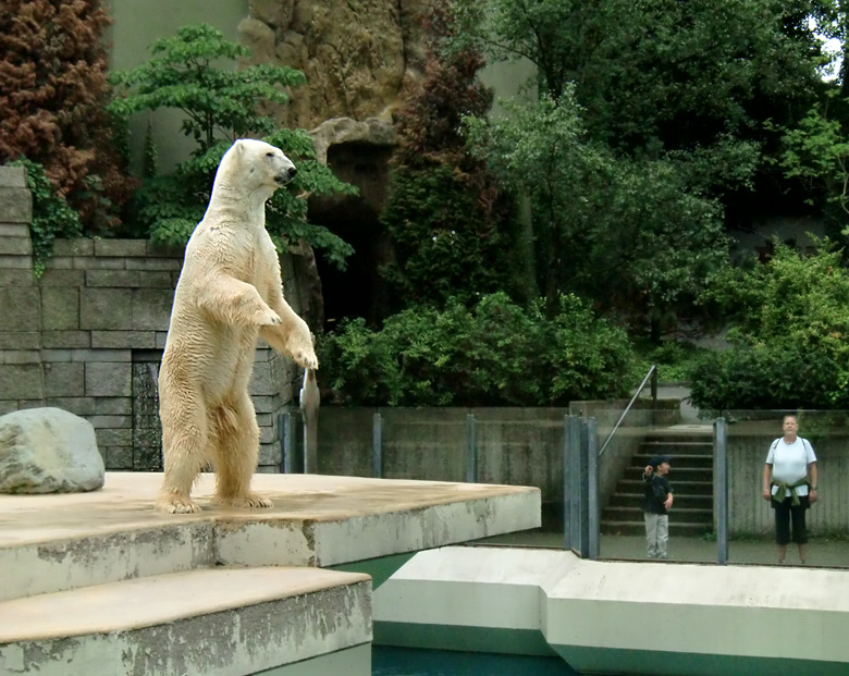 Eisbär Lars im Zoo Wuppertal am 5. August 2010