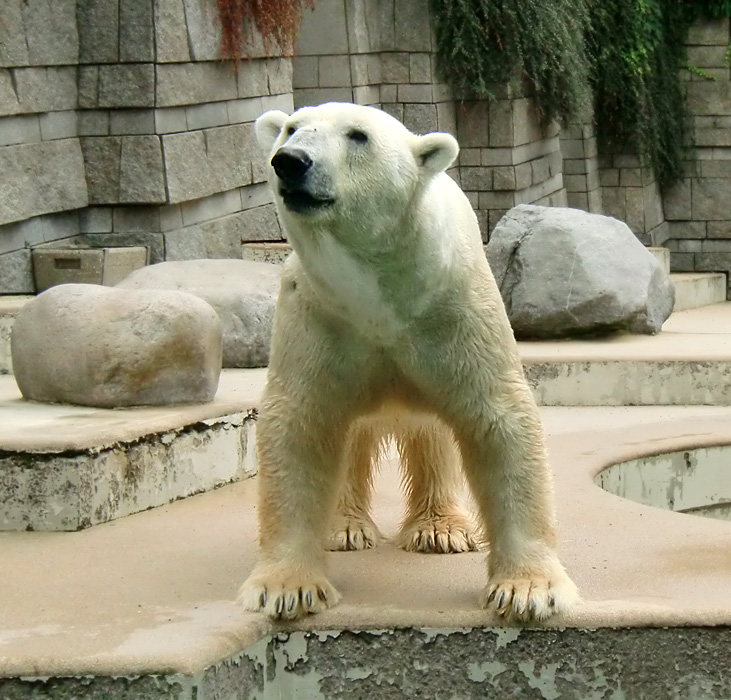 Eisbär Lars im Zoologischen Garten Wuppertal am 5. August 2010