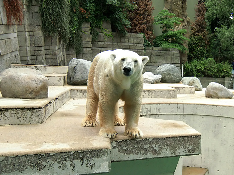 Eisbär Lars im Zoo Wuppertal am 5. August 2010