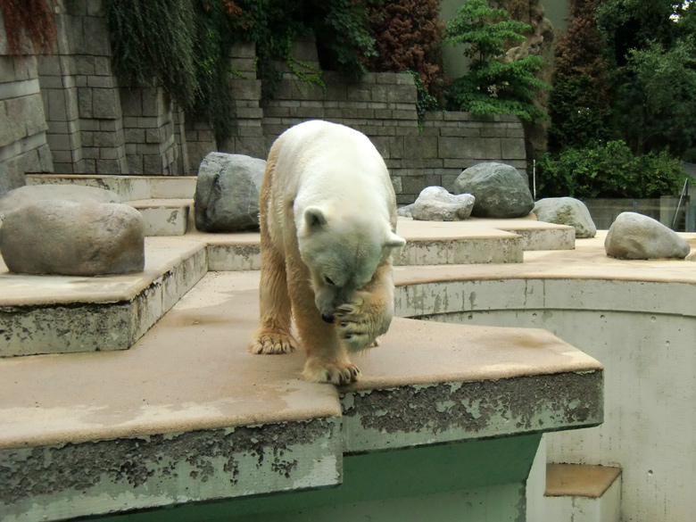 Eisbär Lars im Zoologischen Garten Wuppertal am 5. August 2010