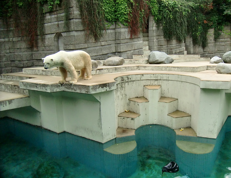 Eisbär Lars im Wuppertaler Zoo am 5. August 2010