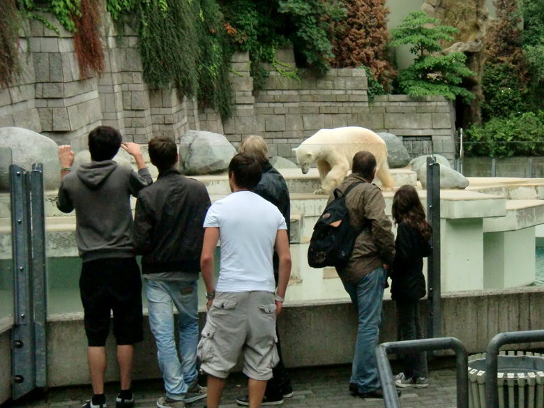 Eisbär Lars im Wuppertaler Zoo am 5. August 2010