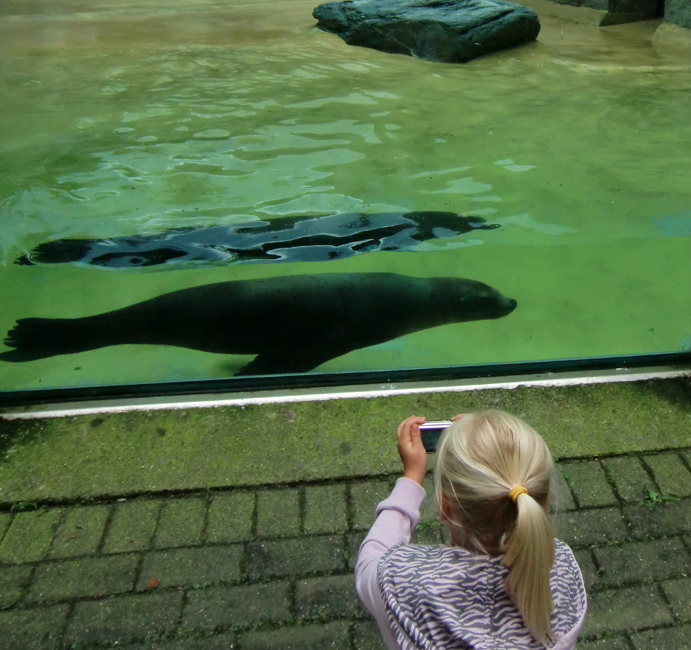 Seelöwe MYLO im Wuppertaler Zoo am 5. August 2010