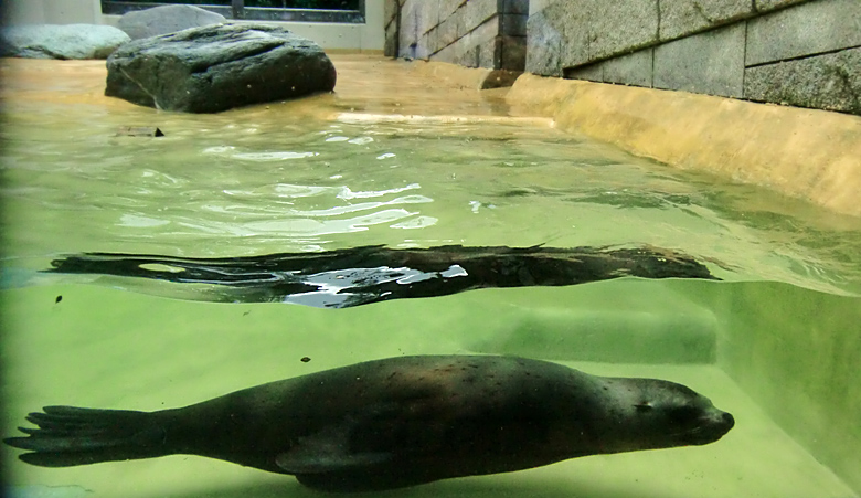 Seelöwe MYLO im Wuppertaler Zoo am 5. August 2010