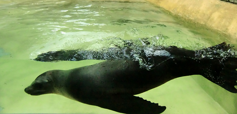 Seelöwe MYLO im Zoologischen Garten Wuppertal am 5. August 2010