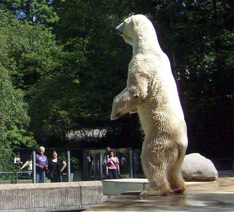 Eisbär Lars im Wuppertaler Zoo am 7. August 2010