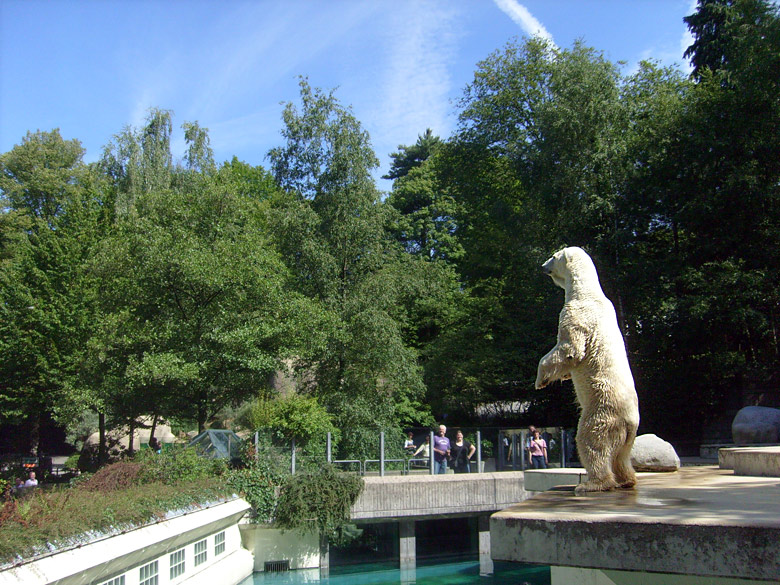 Eisbär Lars im Zoologischen Garten Wuppertal am 7. August 2010