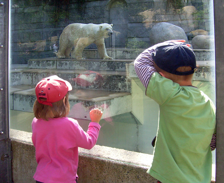 Eisbär Lars im Wuppertaler Zoo am 7. August 2010