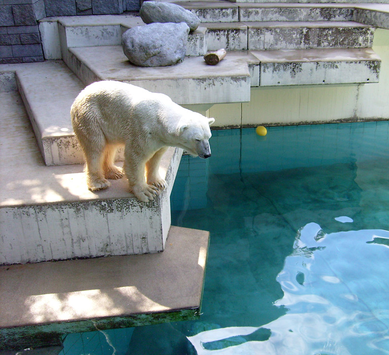 Eisbär Lars im Wuppertaler Zoo am 7. August 2010