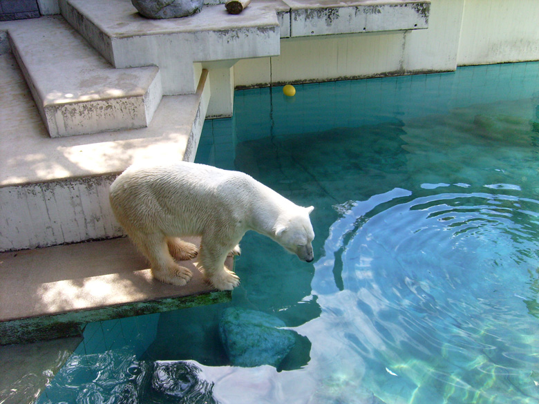 Eisbär Lars im Zoo Wuppertal am 7. August 2010