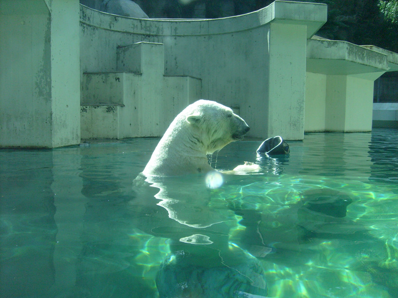 Eisbär Lars im Wuppertaler Zoo am 7. August 2010