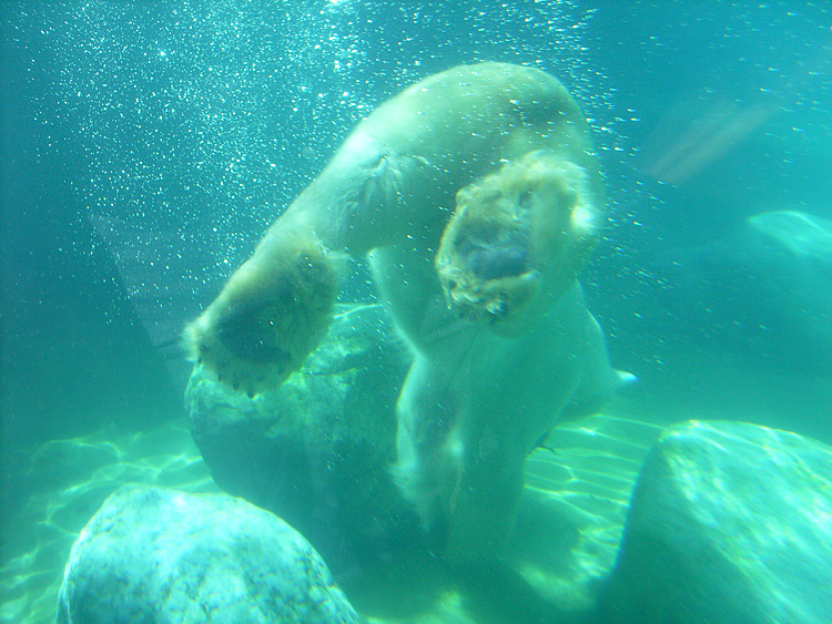 Eisbär Lars unter Wasser im Zoo Wuppertal am 7. August 2010