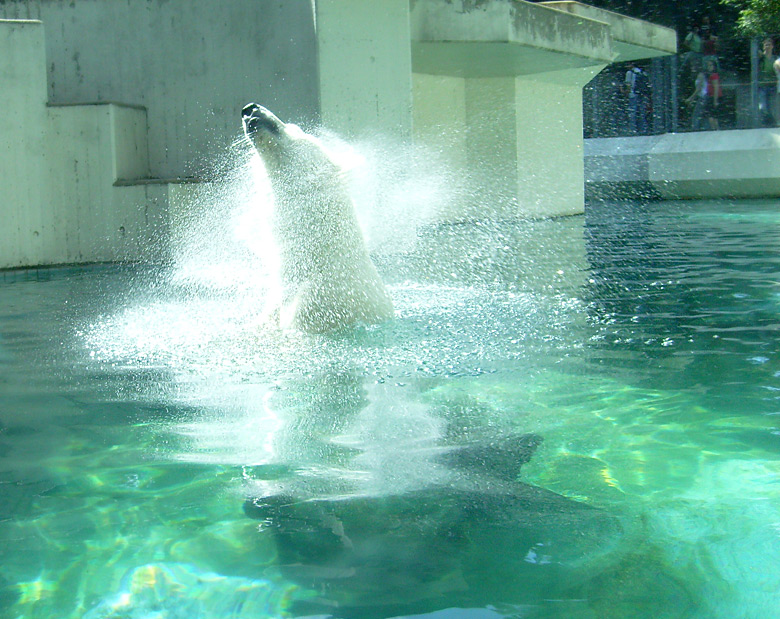 Eisbär Lars im Zoologischen Garten Wuppertal am 7. August 2010