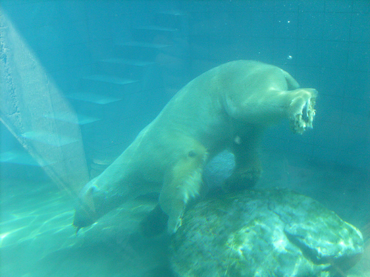 Eisbär Lars unter Wasser im Zoologischen Garten Wuppertal am 7. August 2010