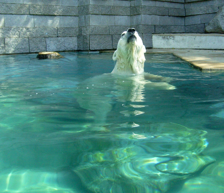 Eisbär Lars im Wuppertaler Zoo am 7. August 2010