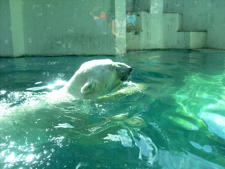 Eisbär Lars im Zoo Wuppertal am 7. August 2010