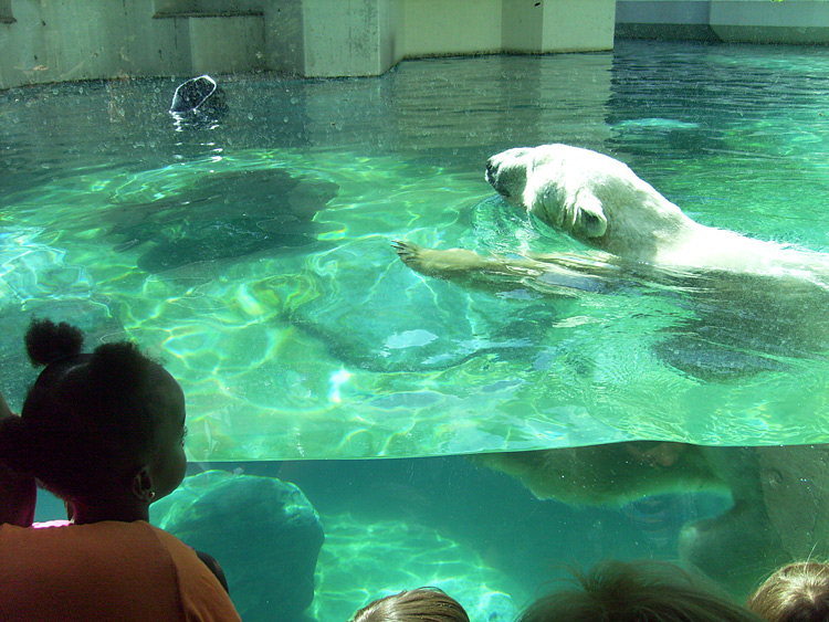 Eisbär Lars im Zoologischen Garten Wuppertal am 7. August 2010