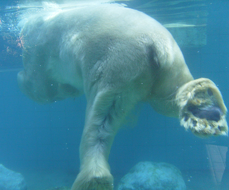Eisbär Lars im Wuppertaler Zoo am 7. August 2010