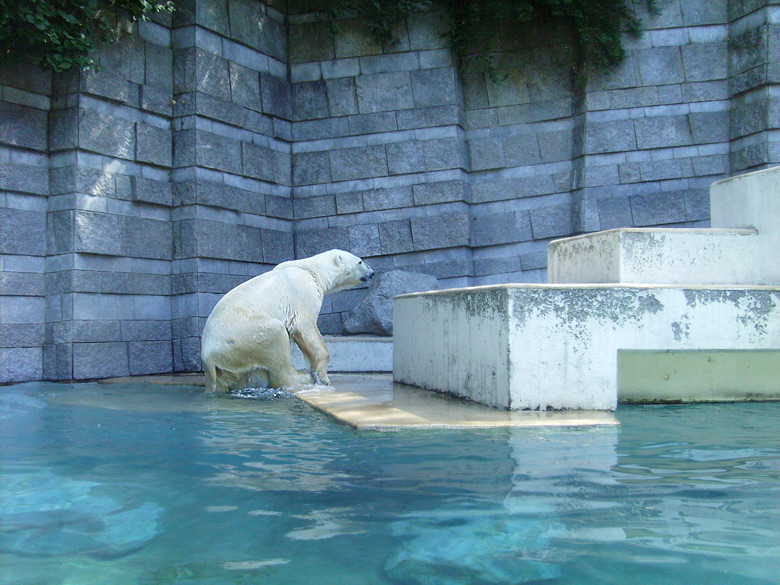 Eisbär Lars im Zoo Wuppertal am 7. August 2010