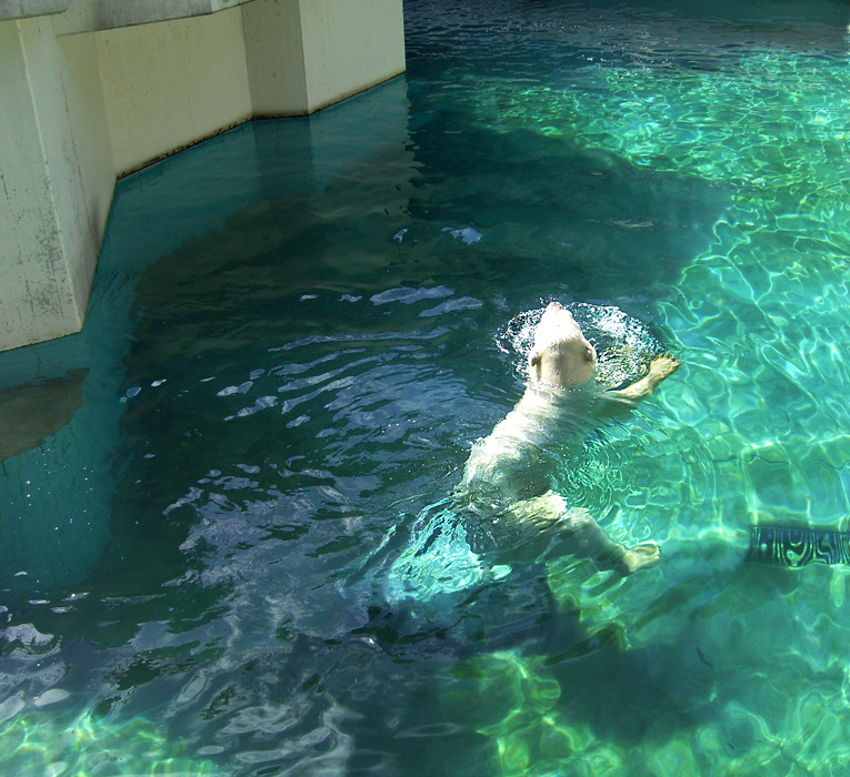 Eisbär Lars im Zoologischen Garten Wuppertal am 7. August 2010