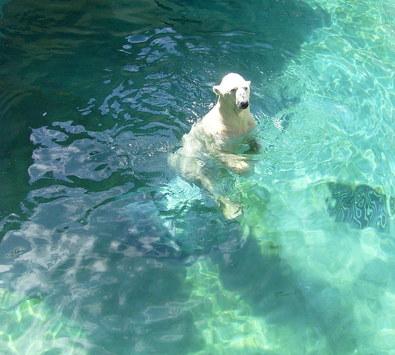 Eisbär Lars im Wuppertaler Zoo am 7. August 2010