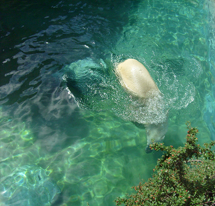 Eisbär Lars im Zoo Wuppertal am 7. August 2010