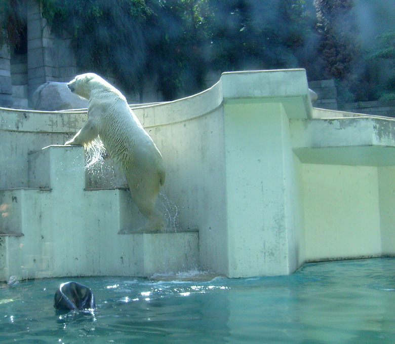 Eisbär Lars im Wuppertaler Zoo am 7. August 2010