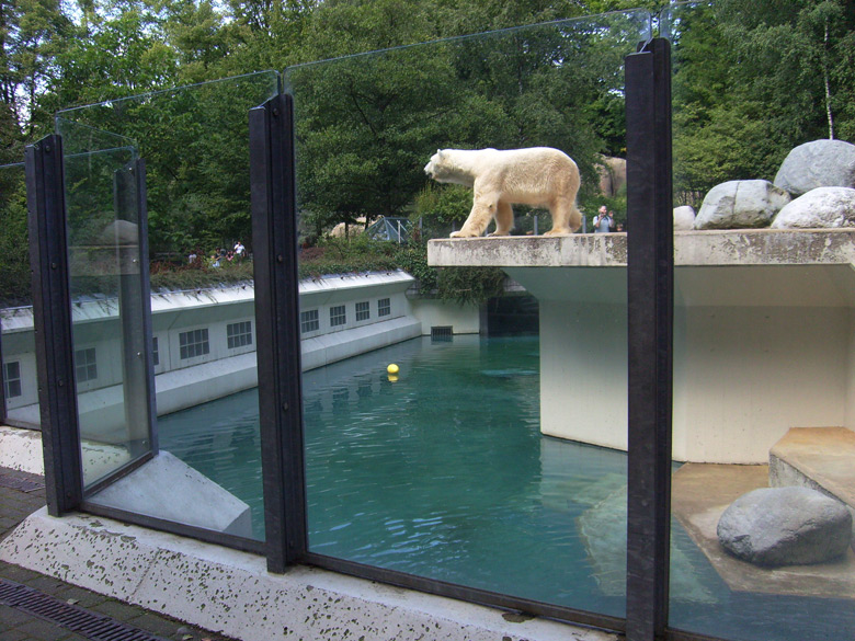 Eisbär Lars im Zoo Wuppertal am 7. August 2010