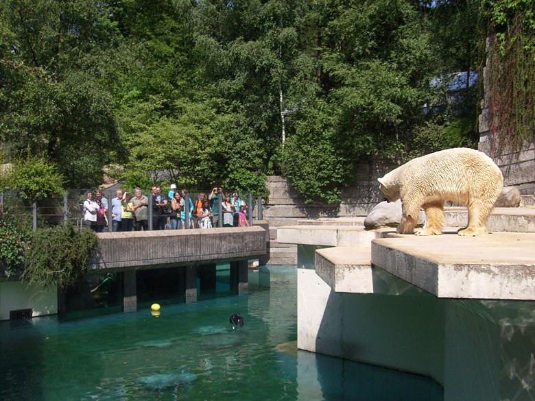 Eisbär Lars im Wuppertaler Zoo am 7. August 2010