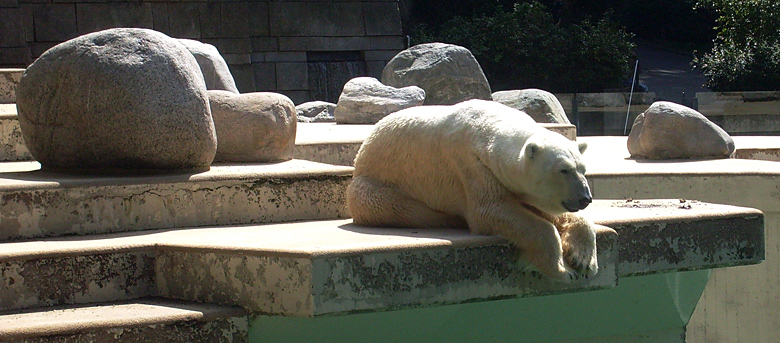 Eisbär Lars im Zoologischen Garten Wuppertal am 7. August 2010