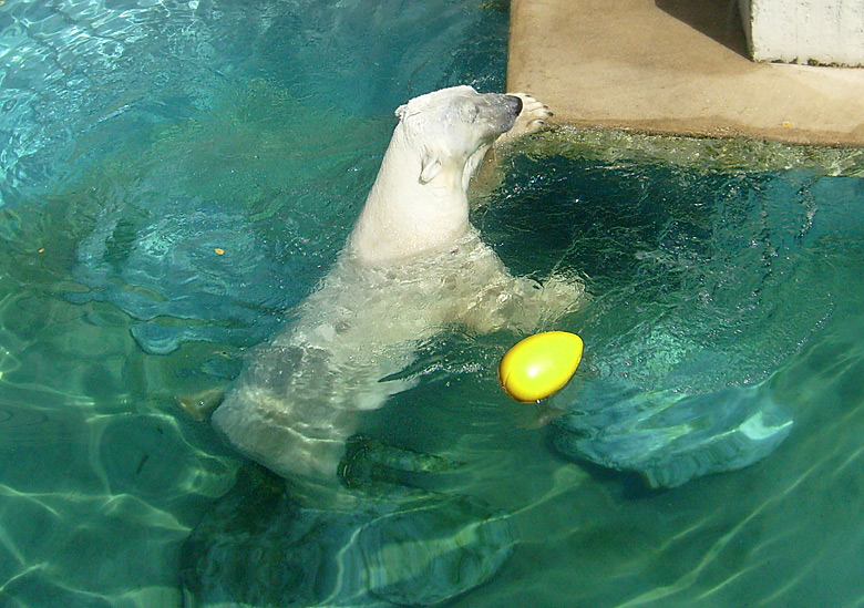 Eisbär Lars im Zoo Wuppertal am 7. August 2010