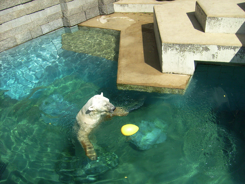 Eisbär Lars im Zoologischen Garten Wuppertal am 7. August 2010