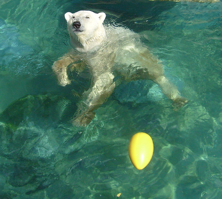 Eisbär Lars wartete auf weitere Fische im Wuppertaler Zoo am 7. August 2010