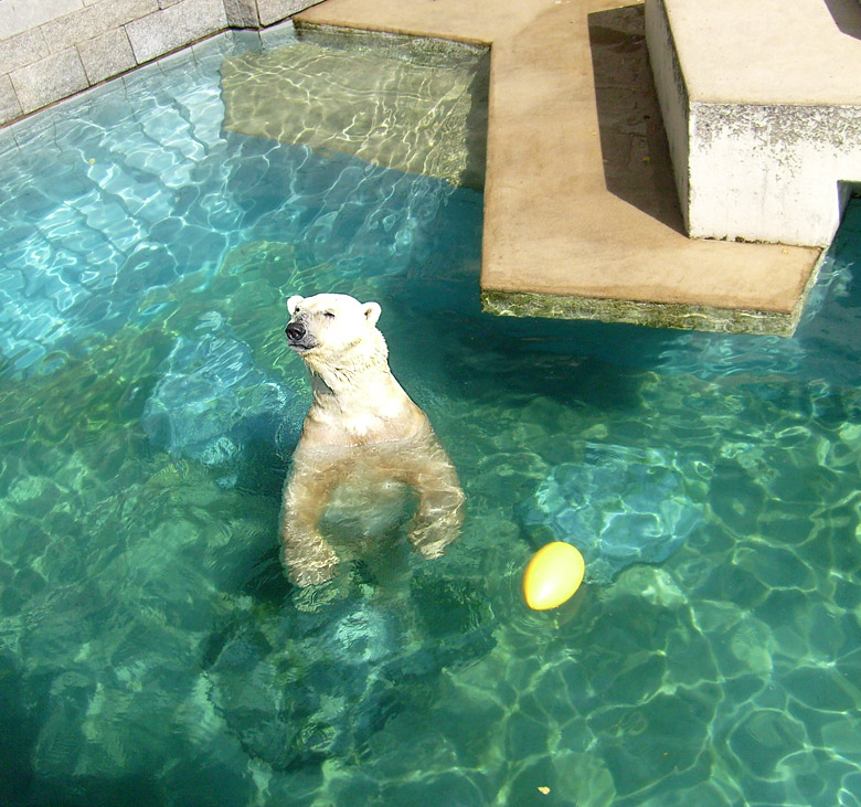 Eisbär Lars im Zoo Wuppertal am 7. August 2010