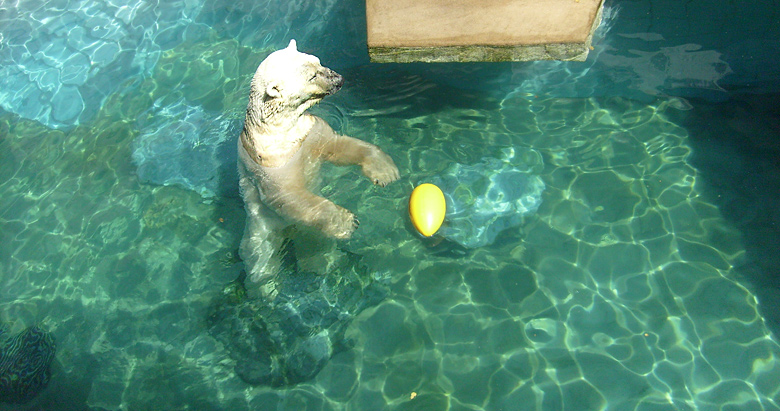 Eisbär Lars im Zoologischen Garten Wuppertal am 7. August 2010