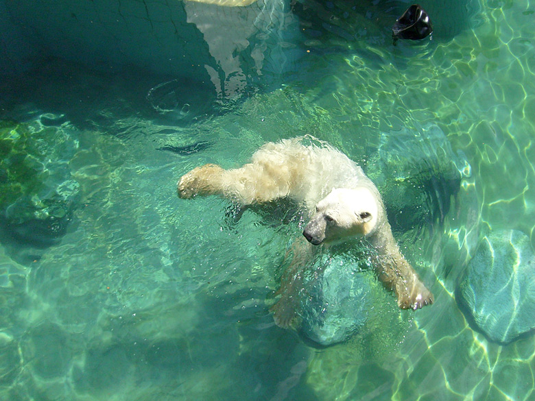 Eisbär Lars im Zoologischen Garten Wuppertal am 7. August 2010