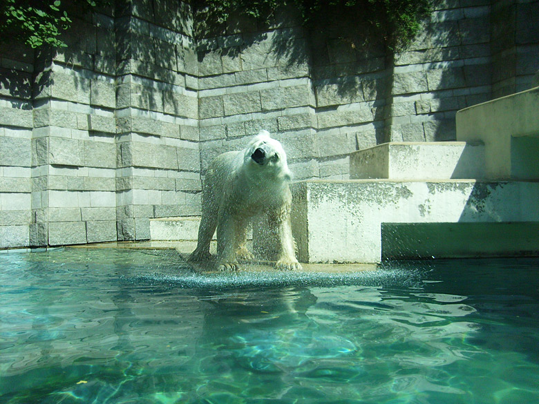 Eisbär Lars im Wuppertaler Zoo am 7. August 2010