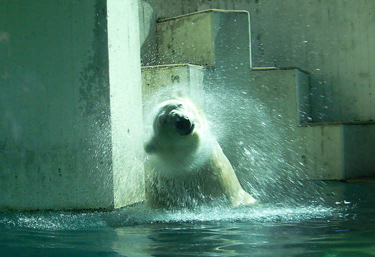 Eisbär Lars im Wuppertaler Zoo am 7. August 2010