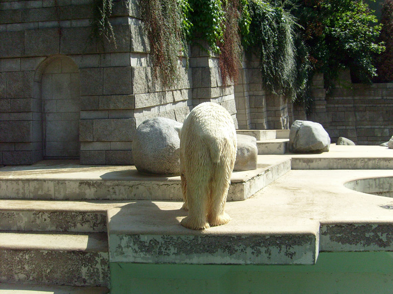 Eisbär Lars zeigte den Besucher/innen im Wuppertaler Zoo am 7. August 2010 sein Hinterteil