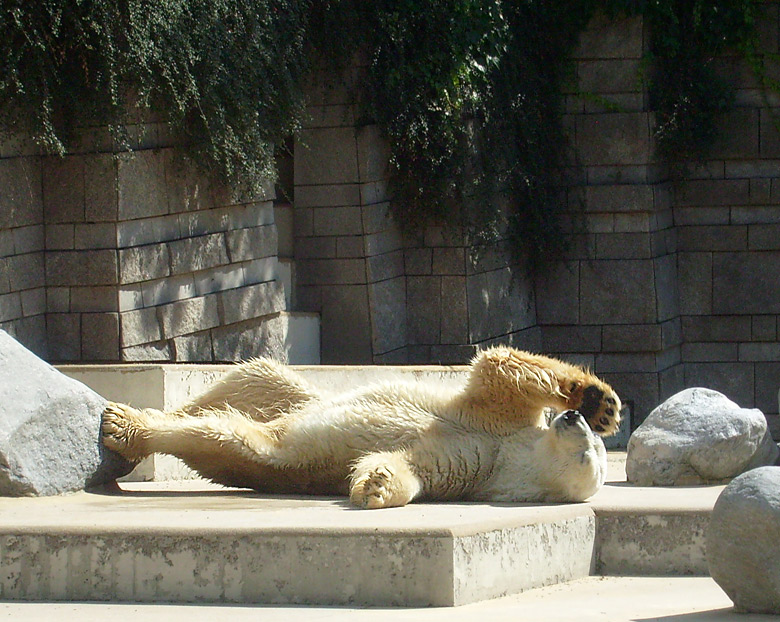 Eisbär Lars im Zoologischen Garten Wuppertal am 7. August 2010