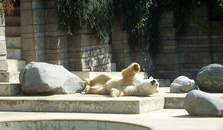 Eisbär Lars im Wuppertaler Zoo am 7. August 2010