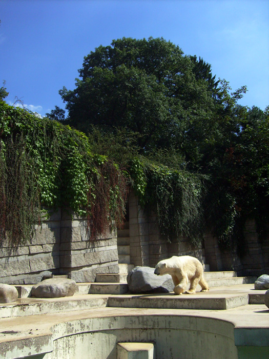 Eisbär Lars im Zoo Wuppertal am 7. August 2010