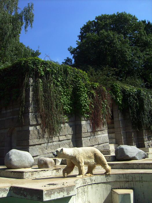 Eisbär Lars im Zoologischen Garten Wuppertal am 7. August 2010