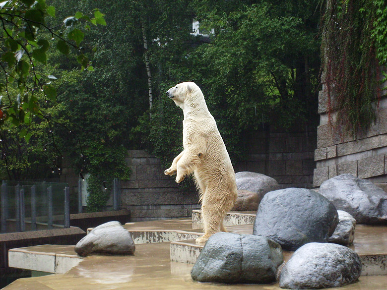 Eisbär Lars im Wuppertaler Zoo am 8. August 2010