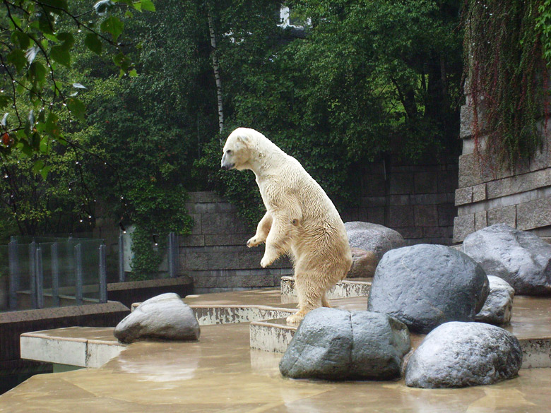 Eisbär Lars im Zoo Wuppertal am 8. August 2010