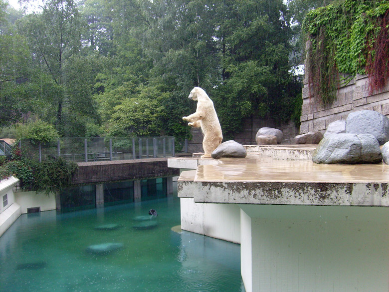 Eisbär Lars im Wuppertaler Zoo am 8. August 2010