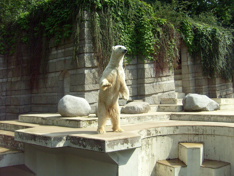 Eisbär Lars im Zoologischen Garten Wuppertal am 14. August 2010