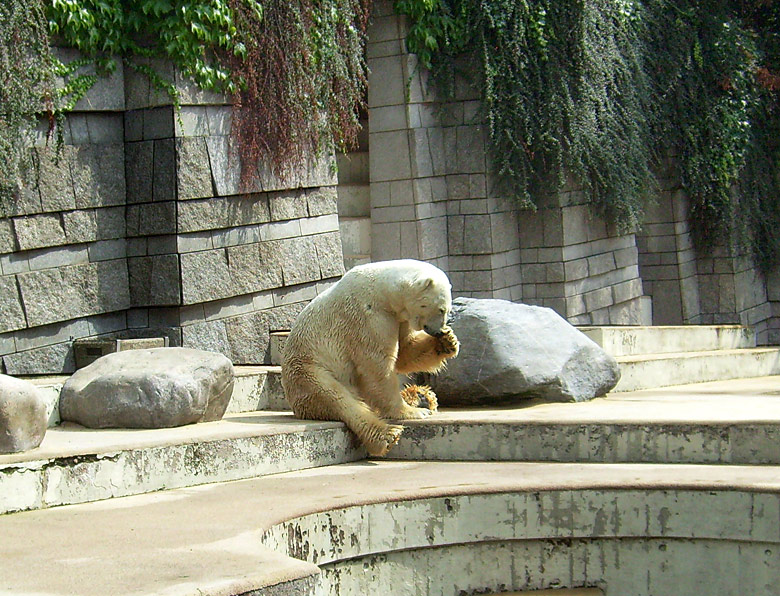 Eisbär Lars im Wuppertaler Zoo am 14. August 2010